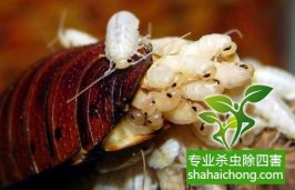 深圳滅蟑螂除四害公司專業(yè)滅蟑螂、徹底滅絕-怎么樣滅除蟑螂的方法