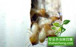 深圳白蟻防治公司帶你認(rèn)識(shí)白蟻王國